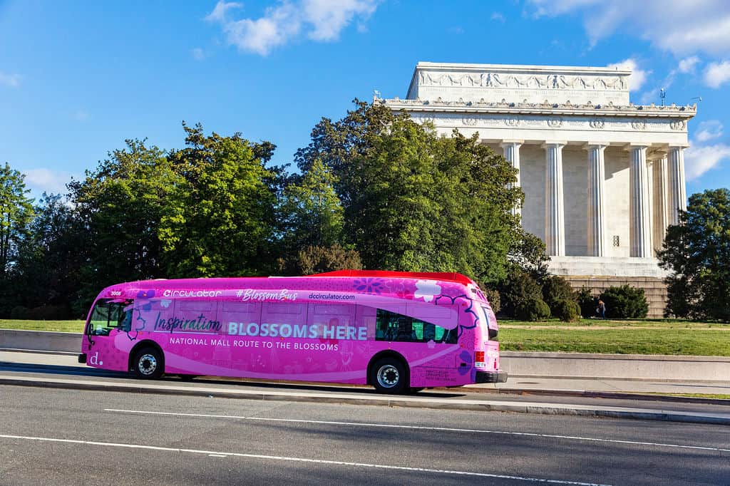 Pink Blossom Bus driving