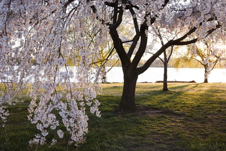 the national cherry tree