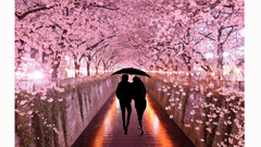 Digital art of couple under umbrella walking cherry blossoms