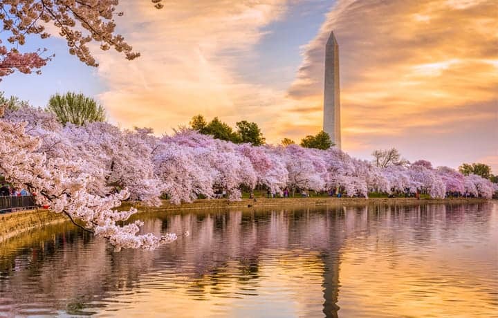 It's Cherry Blossom Time in Washington, DC - One Road at a Time