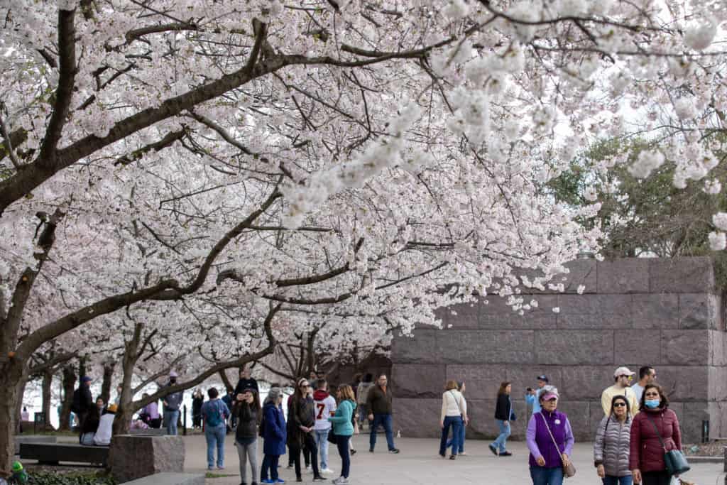 Cherry Blossom Long Island 2024 Calli