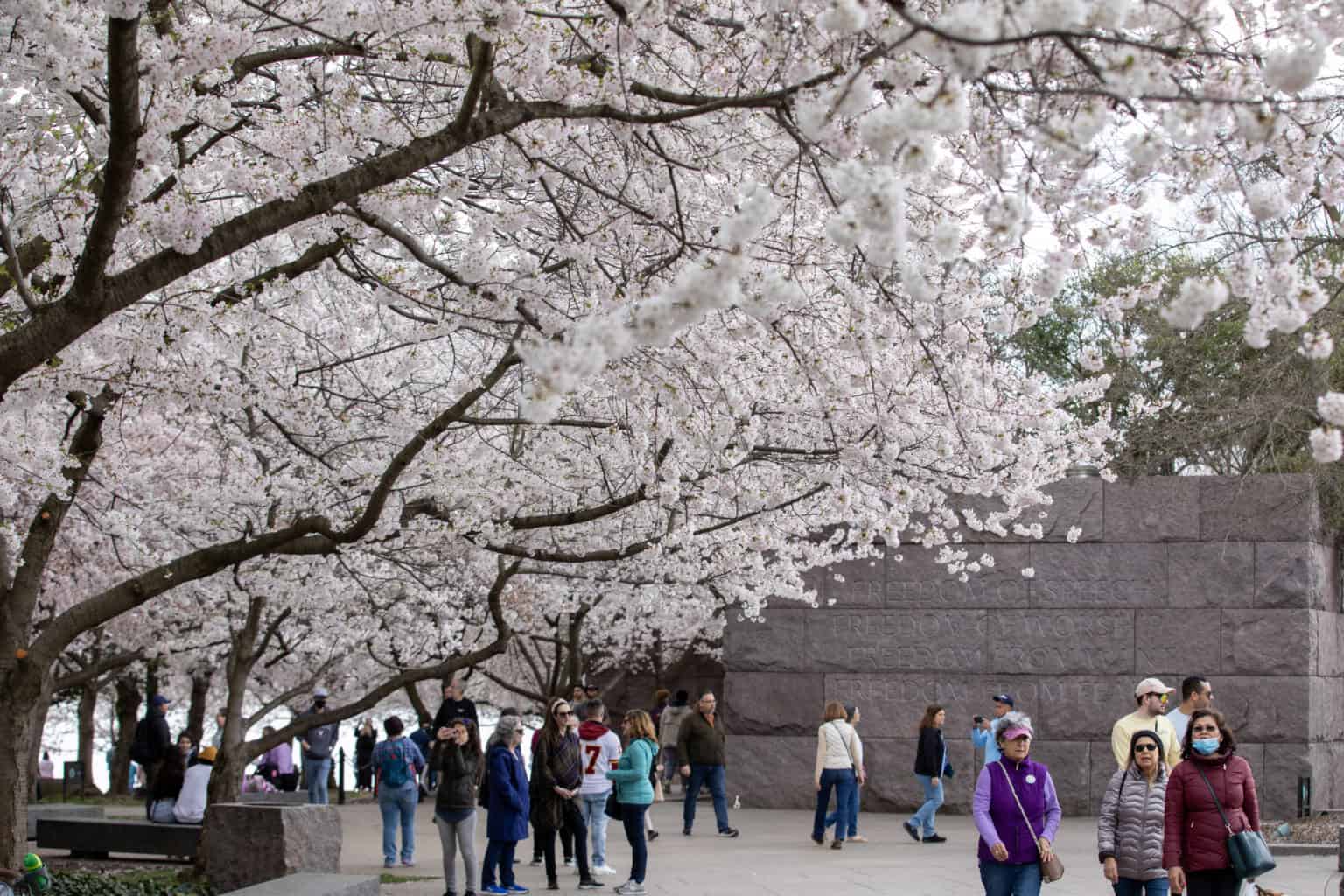 2023 National Cherry Blossom Festival National Cherry Blossom Festival