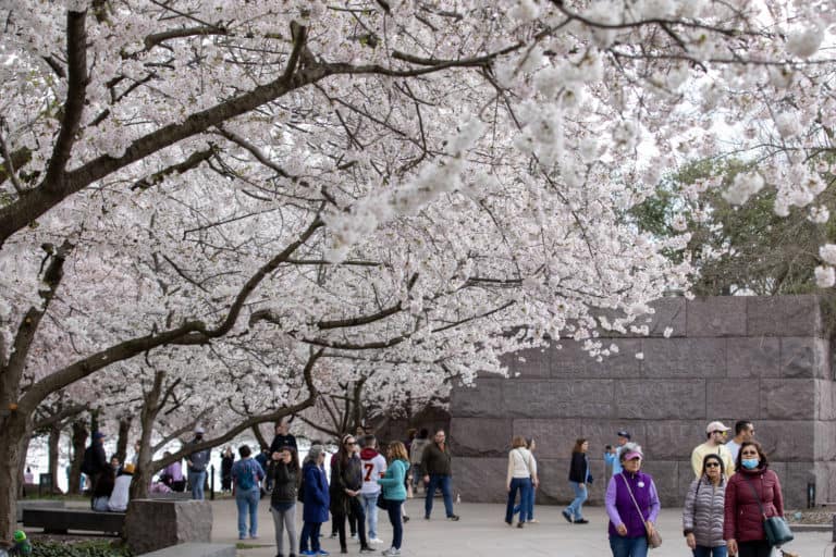 2023 National Cherry Blossom Festival - National Cherry Blossom Festival