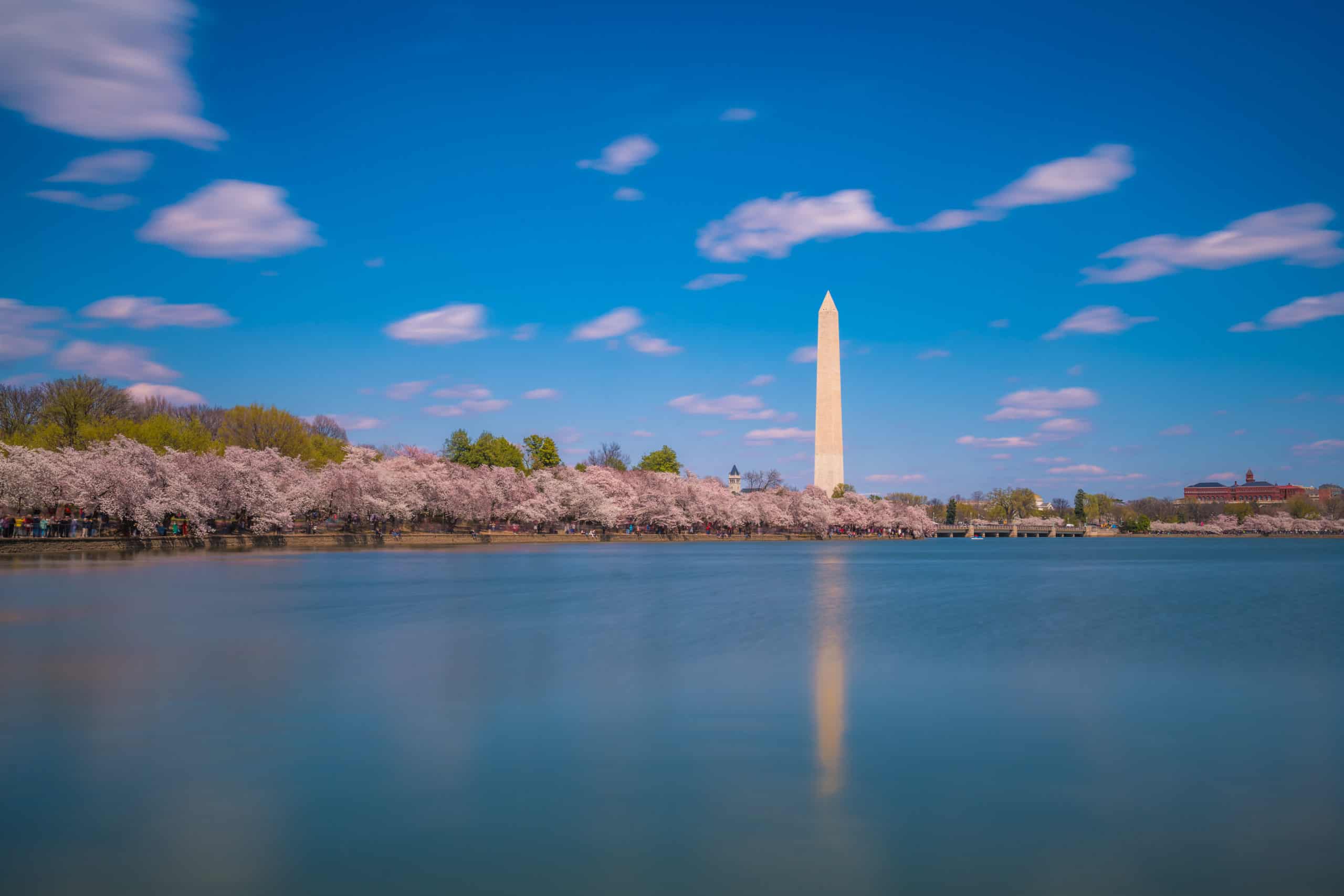 Spring Blooms at the National Cherry Blossom Festival – The