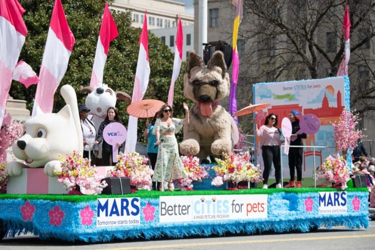 CherryBlossomParade-921