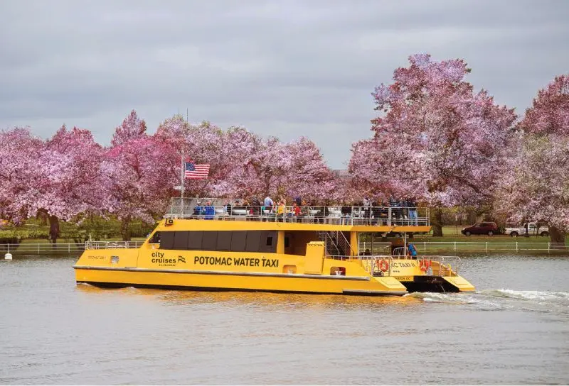 Water Taxi Cherry-Blossom