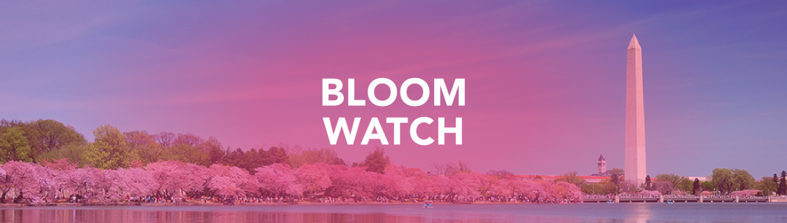 Bloom Watch_RV1