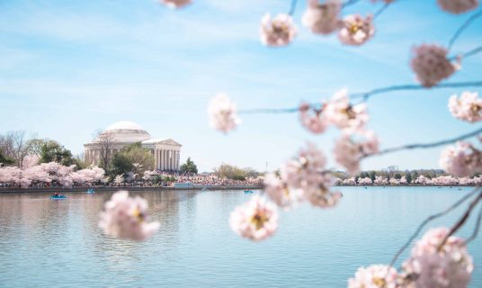 Low Angle View Of Cherry Blossoms Blooming On Tree At Tidal Basin