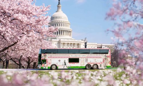 TeaAroundTown_AI_DC_CherryBlossom_02