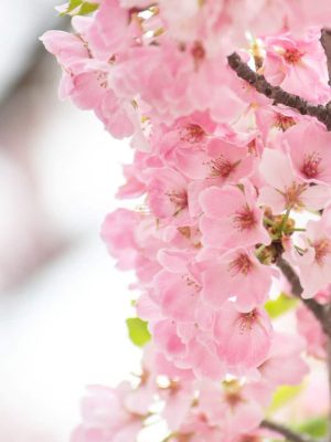 Cherry Blossoms photo by William Leucht