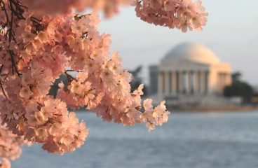 cherry-blossoms-at-jefferson